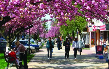 Сакура