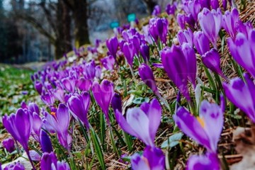 крокуси село Колочава